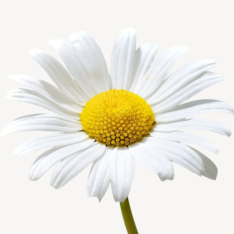 Daisy Seeds